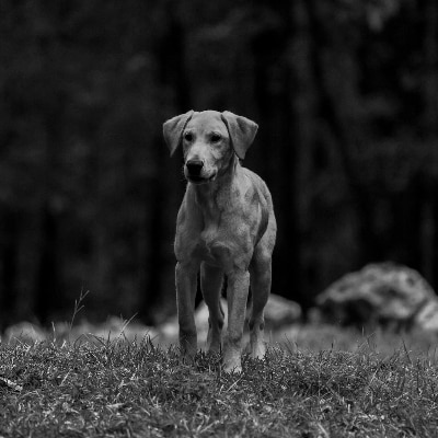 Obedience Training